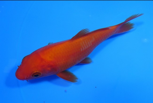 錦屋養鯉場　 紅鯉　12cm　錦鯉販売　通信販売　錦屋養鯉場