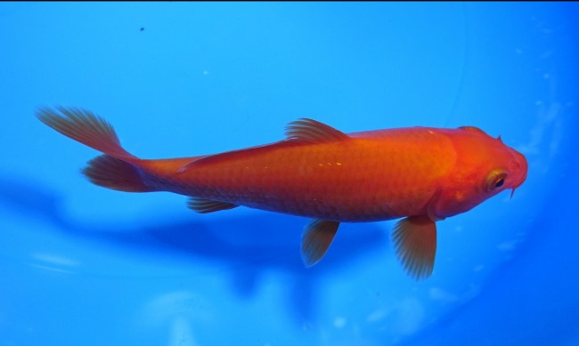 錦屋養鯉場　 紅鯉　12cm　錦鯉販売　通信販売　錦屋養鯉場