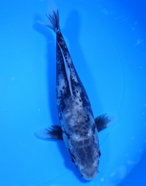 錦屋養鯉場　松川バケ　⓯cm　錦鯉　金魚販売　通信販売　錦屋養鯉場