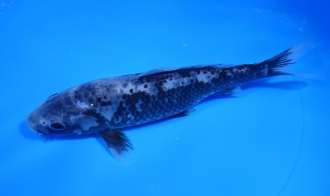 錦屋養鯉場　松川バケ　15cm　錦鯉　金魚販売　通信販売　錦屋養鯉場