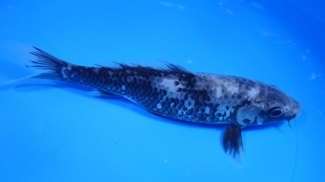 錦屋養鯉場　松川バケ　15cm　錦鯉　金魚販売　通信販売　錦屋養鯉場