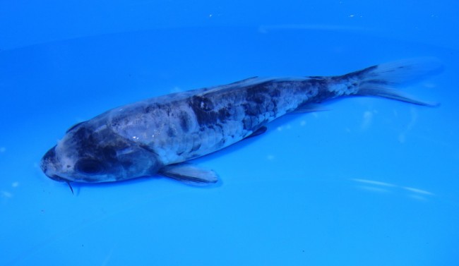 錦屋養鯉場　大鱗 九紋龍　20cm　錦鯉　金魚販売　通信販売　錦屋養鯉場