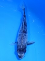 　大鱗 九紋龍　20cm　