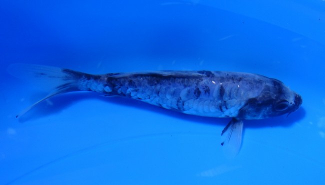 錦屋養鯉場　大鱗 九紋龍　20cm　錦鯉　金魚販売　通信販売　錦屋養鯉場