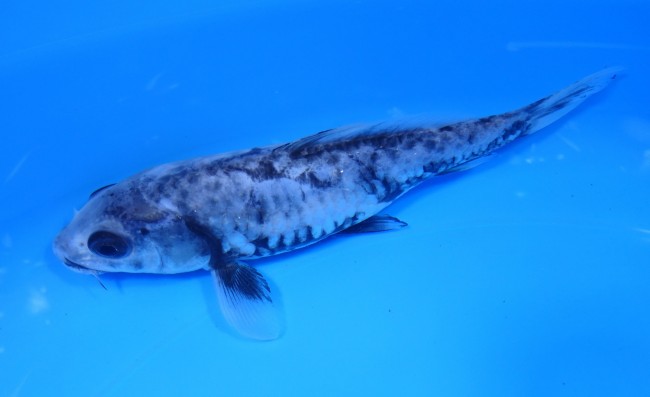 錦屋養鯉場　大鱗 九紋龍　16cm　錦鯉　金魚販売　通信販売　錦屋養鯉場