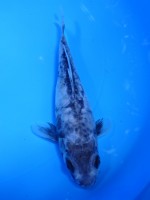 　大鱗 九紋龍　16cm　