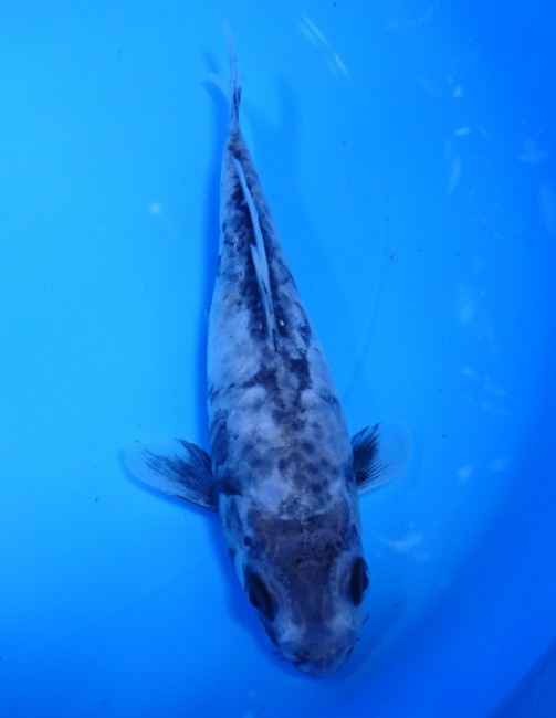 錦屋養鯉場　大鱗 九紋龍　16cm　錦鯉　金魚販売　通信販売　錦屋養鯉場