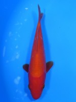 　 紅鯉　14cm　