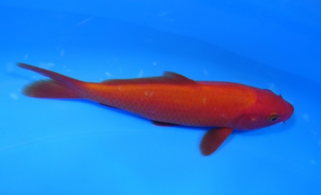 錦屋養鯉場　 紅鯉　14cm　錦鯉販売　通信販売　錦屋養鯉場