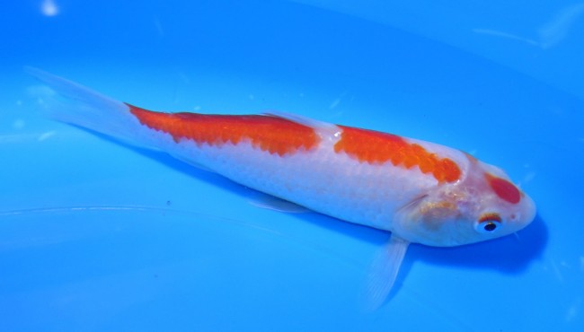 錦屋養鯉場 　紅白　14cm　 錦鯉販売　通信販売　錦屋養鯉場