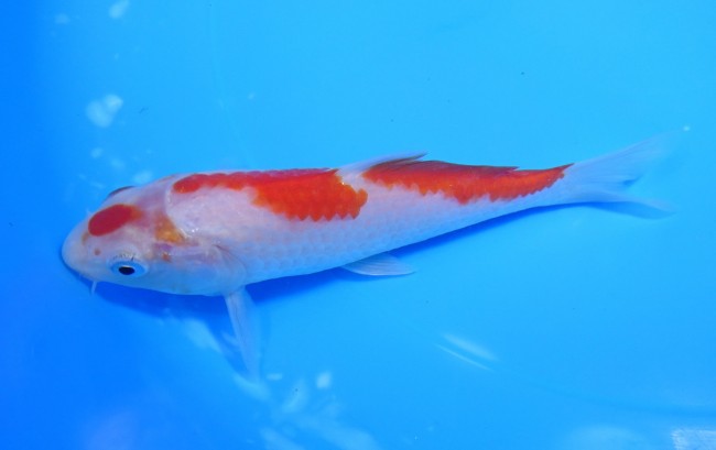 錦屋養鯉場 　紅白　14cm　 錦鯉販売　通信販売　錦屋養鯉場