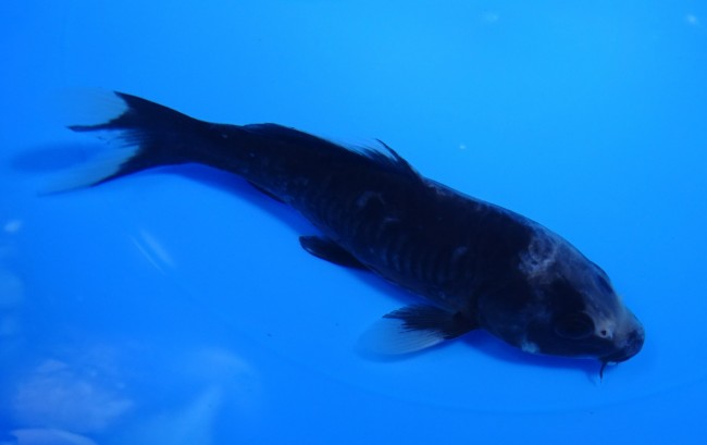 錦屋養鯉場　九紋龍　15cm　錦鯉 　金魚販売　通信販売　錦屋養鯉場