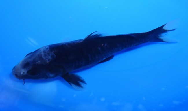 錦屋養鯉場　九紋龍　15cm　錦鯉 　金魚販売　通信販売　錦屋養鯉場