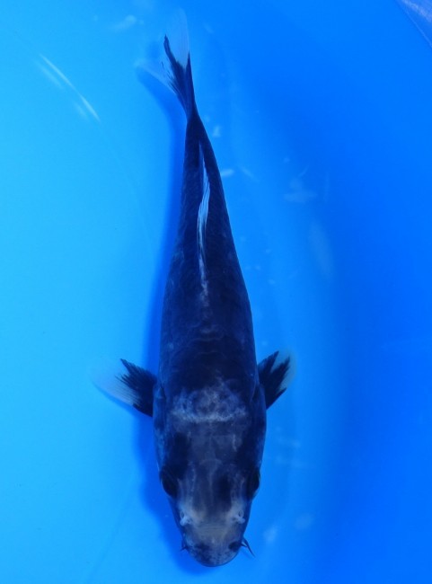 錦屋養鯉場　九紋龍　15cm　錦鯉 　金魚販売　通信販売　錦屋養鯉場