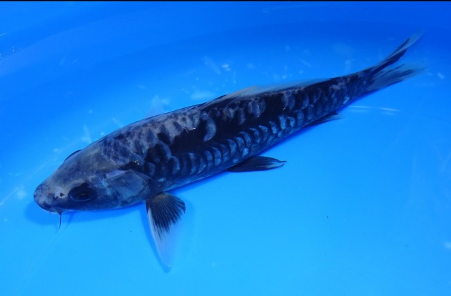 錦屋養鯉場　九紋龍　20cm　錦鯉 　金魚販売　通信販売　錦屋養鯉場