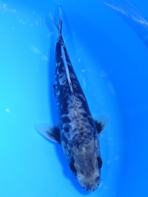 錦屋養鯉場　九紋龍　20cm　錦鯉 　金魚販売　通信販売　錦屋養鯉場