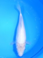  　白鯉　27cm　 