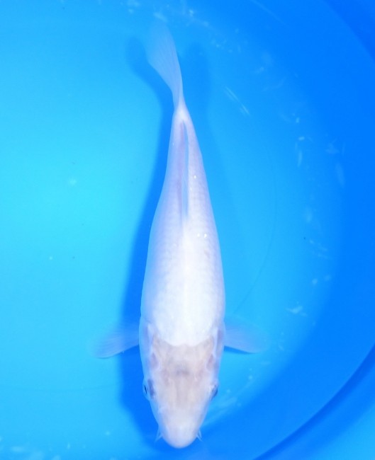 錦屋養鯉場 　白鯉　27cm　 錦鯉販売　通信販売　錦屋養鯉場