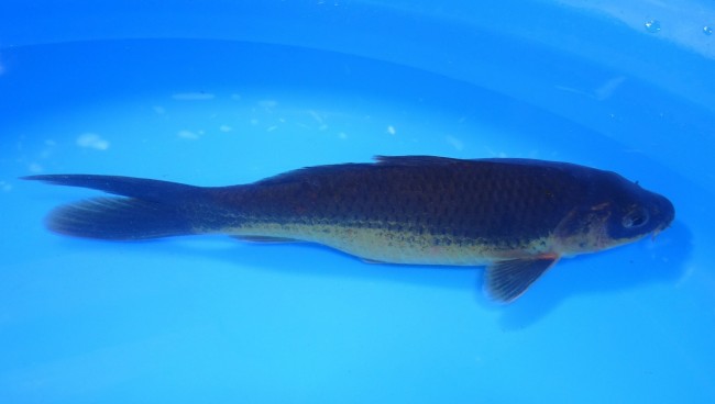 錦屋養鯉場 　チョコ・マンゴー　22cm　 錦鯉販売　通信販売　錦屋養鯉場