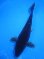  　チョコ・マンゴー　22cm　