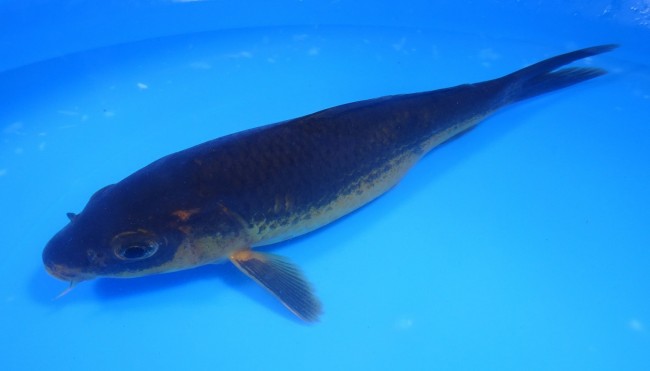 錦屋養鯉場 　チョコ・マンゴー　22cm　 錦鯉販売　通信販売　錦屋養鯉場