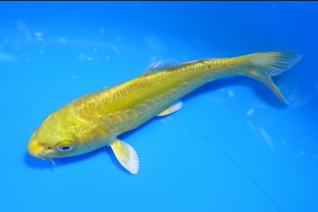 大鱗 黄金 13cm 錦屋養鯉場 大鱗 黄金 13cm 錦屋養鯉場 錦鯉販売 通信販売