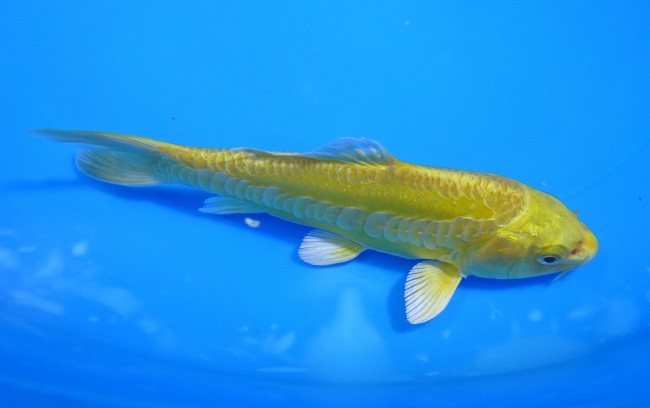 大鱗 黄金 13cm 錦屋養鯉場 大鱗 黄金 13cm 錦屋養鯉場 錦鯉販売 通信販売