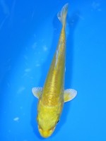 　大鱗  黄金　13cm 　