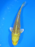  　大鱗 黄金　13cm 　