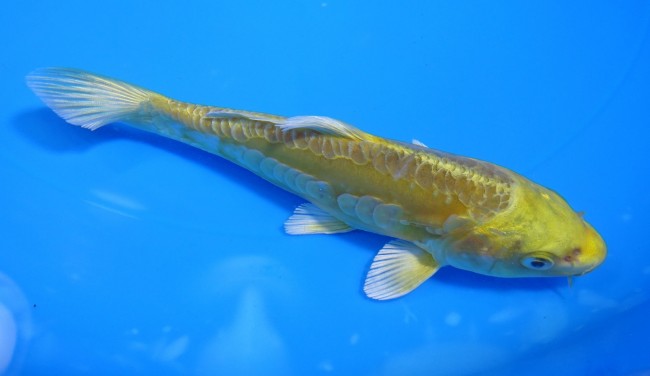 錦屋養鯉場 　大鱗 黄金　13cm 　錦屋養鯉場 　錦鯉販売　通信販売