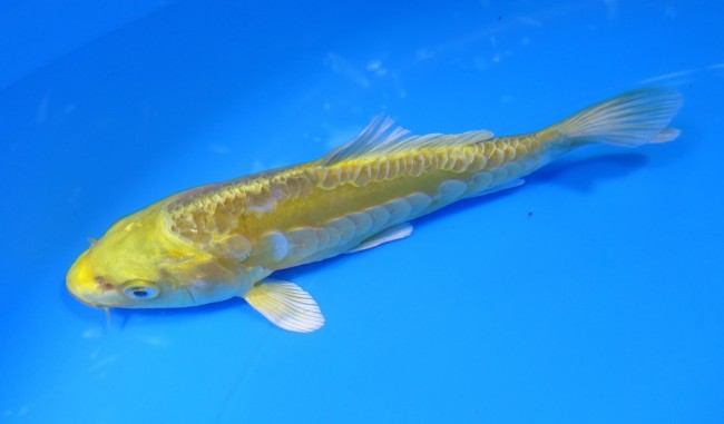 錦屋養鯉場 　大鱗 黄金　13cm 　錦屋養鯉場 　錦鯉販売　通信販売