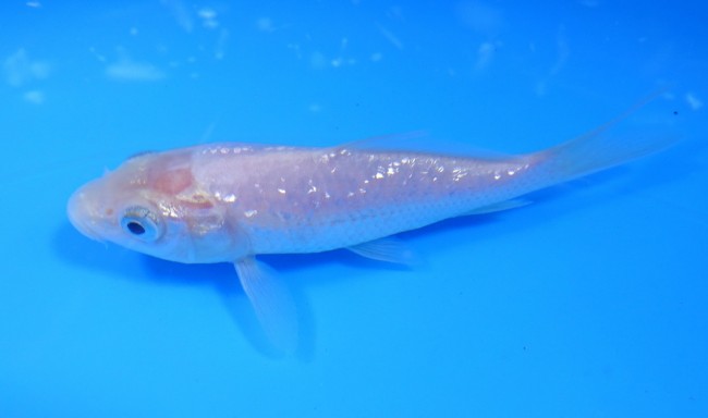 ダイヤ銀鱗ホワイト 11cm 錦屋養鯉場 ダイヤ銀鱗ホワイト 11cm 錦鯉販売 通信販売 錦屋養鯉場