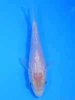  　ダイヤ銀鱗ホワイト　11cm 　