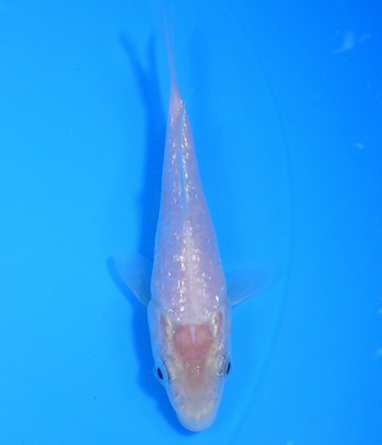 ダイヤ銀鱗ホワイト 11cm 錦屋養鯉場 ダイヤ銀鱗ホワイト 11cm 錦鯉販売 通信販売 錦屋養鯉場