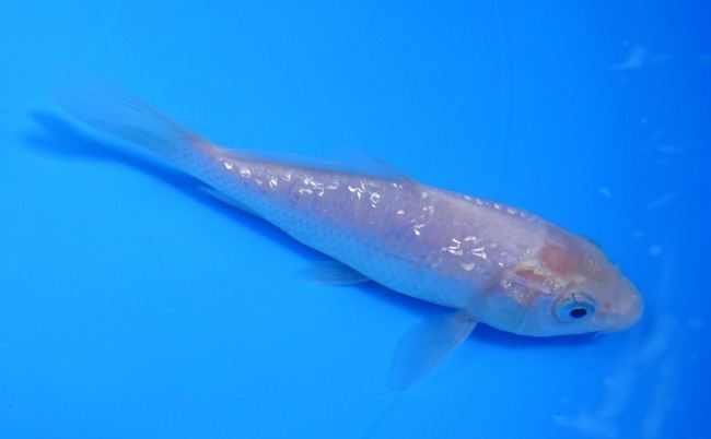 ダイヤ銀鱗ホワイト 11cm 錦屋養鯉場 ダイヤ銀鱗ホワイト 11cm 錦鯉販売 通信販売 錦屋養鯉場