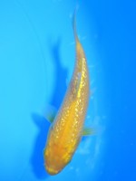  　ダイヤ銀鱗レモン　10cm 　