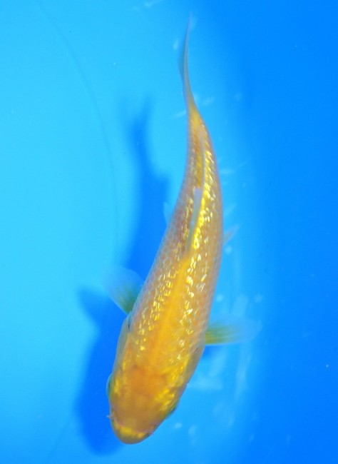 錦屋養鯉場 　ダイヤ銀鱗レモン　10cm 　錦鯉販売　通信販売　錦屋養鯉場