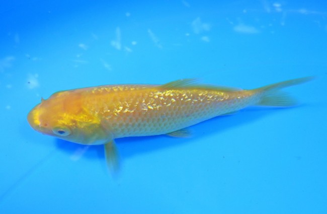 錦屋養鯉場 　ダイヤ銀鱗レモン　10cm 　錦鯉販売　通信販売　錦屋養鯉場