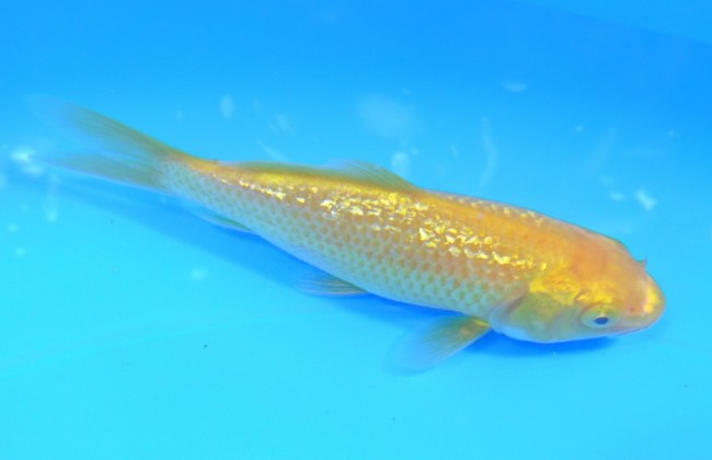 錦屋養鯉場 　ダイヤ銀鱗レモン　10cm 　錦鯉販売　通信販売　錦屋養鯉場