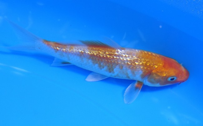 ダイヤ銀鱗 菊黄金 10cm 錦屋養鯉場 ダイヤ銀鱗 菊黄金 10cm 錦鯉販売 通信販売 錦屋養鯉場