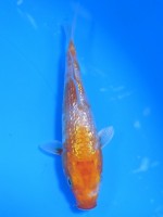  　ダイヤ銀鱗 菊黄金　10cm 　