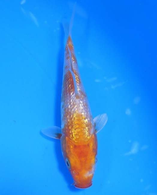 ダイヤ銀鱗 菊黄金 10cm 錦屋養鯉場 ダイヤ銀鱗 菊黄金 10cm 錦鯉販売 通信販売 錦屋養鯉場