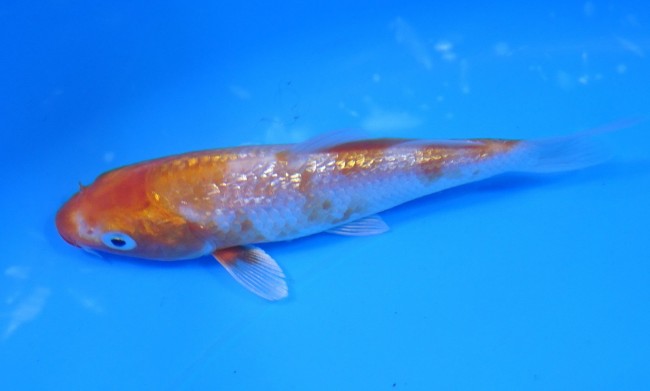 ダイヤ銀鱗 菊黄金 10cm 錦屋養鯉場 ダイヤ銀鱗 菊黄金 10cm 錦鯉販売 通信販売 錦屋養鯉場