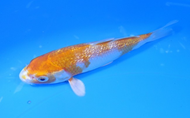 ダイヤ銀鱗 菊黄金 13cm 錦屋養鯉場 ダイヤ銀鱗 菊黄金 13cm 錦鯉販売 通信販売 錦屋養鯉場