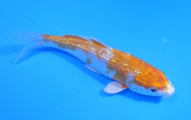 ダイヤ銀鱗 菊黄金 13cm 錦屋養鯉場 ダイヤ銀鱗 菊黄金 13cm 錦鯉販売 通信販売 錦屋養鯉場