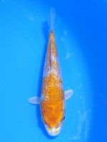  　ダイヤ銀鱗 菊黄金　13cm 　