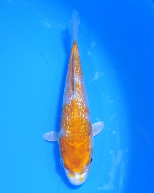 ダイヤ銀鱗 菊黄金 13cm 錦屋養鯉場 ダイヤ銀鱗 菊黄金 13cm 錦鯉販売 通信販売 錦屋養鯉場