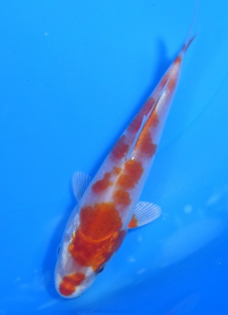 桜黄金 13cm 錦屋養鯉場 桜黄金 13cm 錦鯉販売 通信販売 錦屋養鯉場