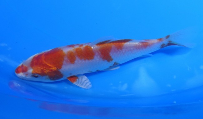 桜黄金 13cm 錦屋養鯉場 桜黄金 13cm 錦鯉販売 通信販売 錦屋養鯉場