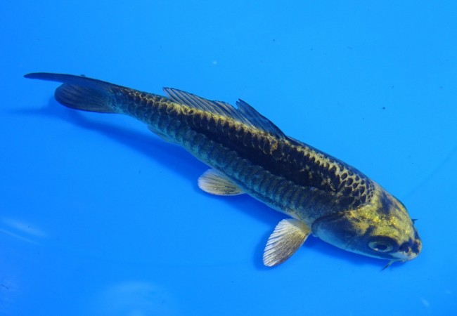 錦屋養鯉場 　大鱗 金兜　12cm 　福だるま 錦鯉販売　通信販売　錦屋養鯉場